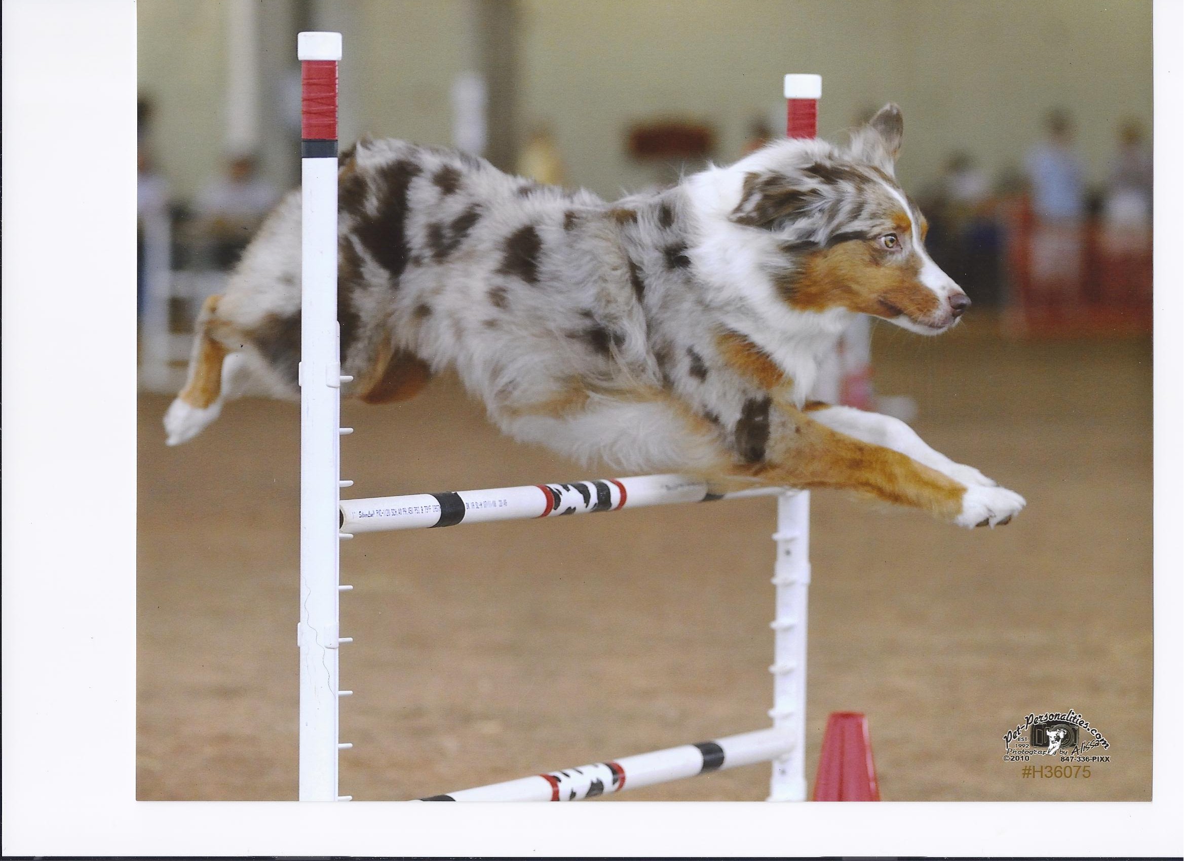 What is Dog Agility?