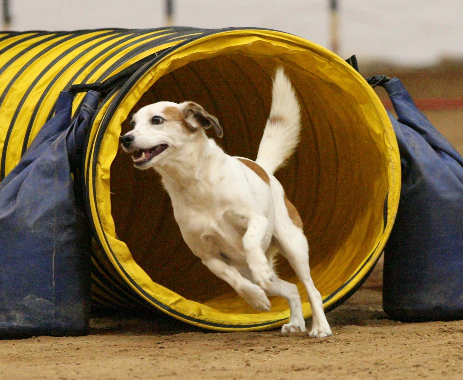 Top Notch Training Aids For Stubborn Dogs