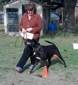 Coal during one of our rally obedience classes.